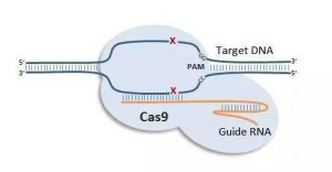 CRISPR-Cas9代写