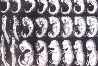 Embryology代写